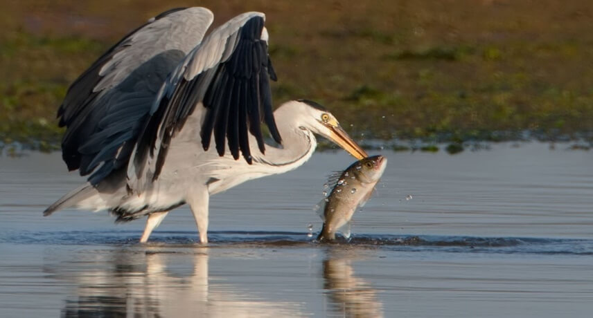 Birdwatching Tour Madeira - Ardea cinerea